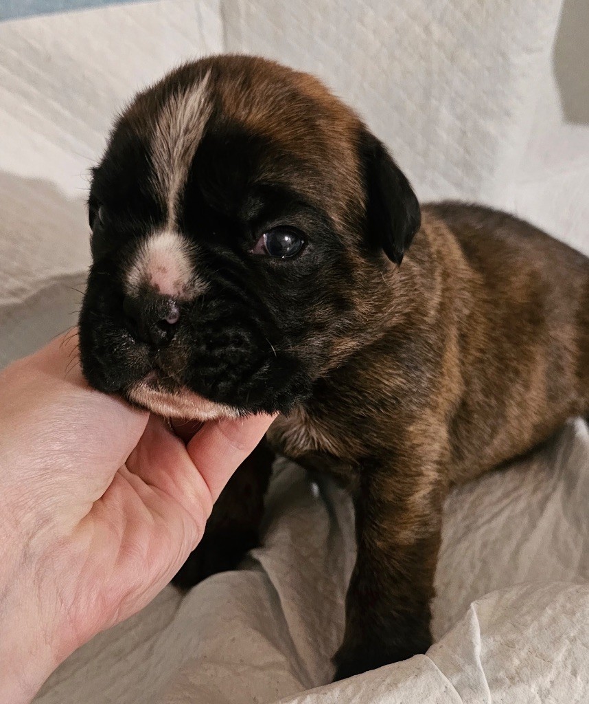 Du Domaine De Talie - Chiot disponible  - Boxer