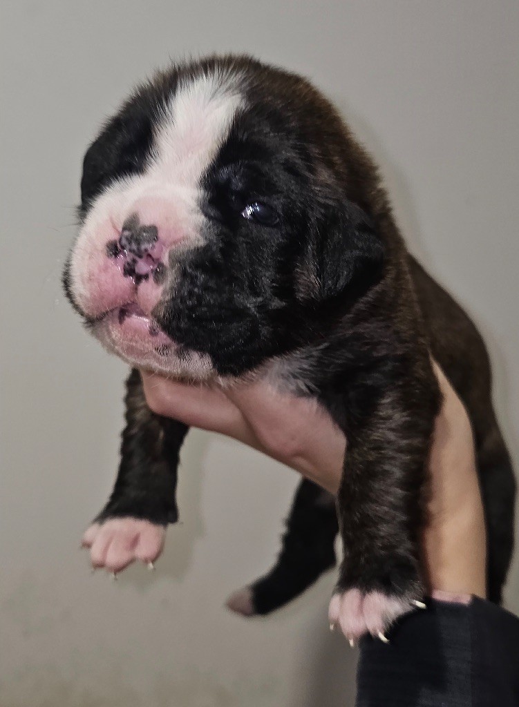 Du Domaine De Talie - Chiot disponible  - Boxer