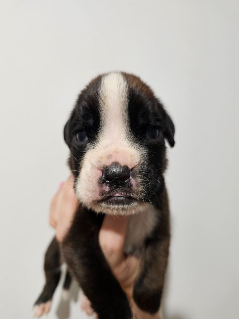 Du Domaine De Talie - Chiots disponibles - Boxer
