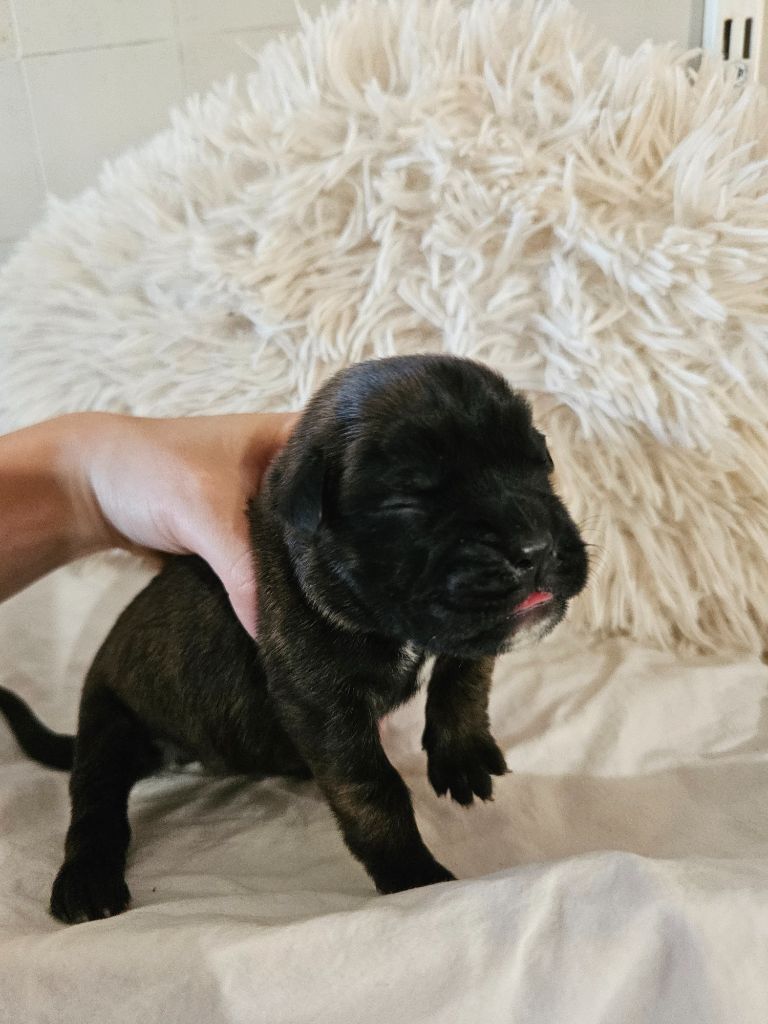 Du Domaine De Talie - Chiots disponibles - Boxer