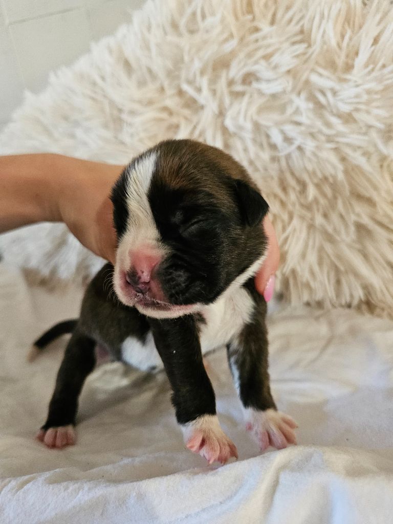 Du Domaine De Talie - Chiots disponibles - Boxer