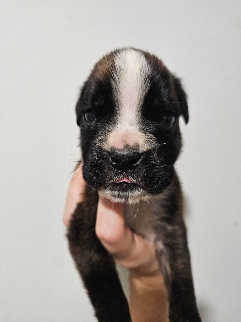 Du Domaine De Talie - Chiots disponibles - Boxer