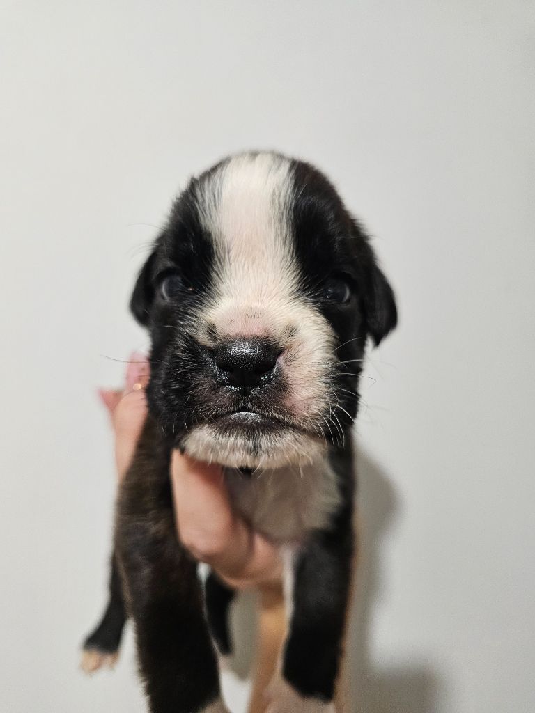 Du Domaine De Talie - Chiots disponibles - Boxer