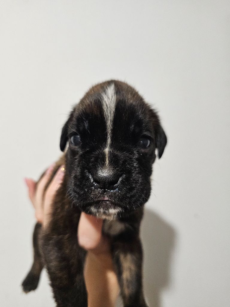 Du Domaine De Talie - Chiots disponibles - Boxer