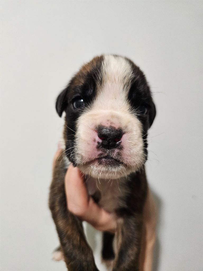 Du Domaine De Talie - Chiots disponibles - Boxer