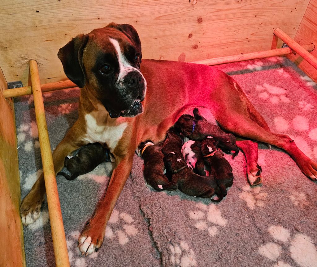 Chiot Boxer Du Domaine De Talie