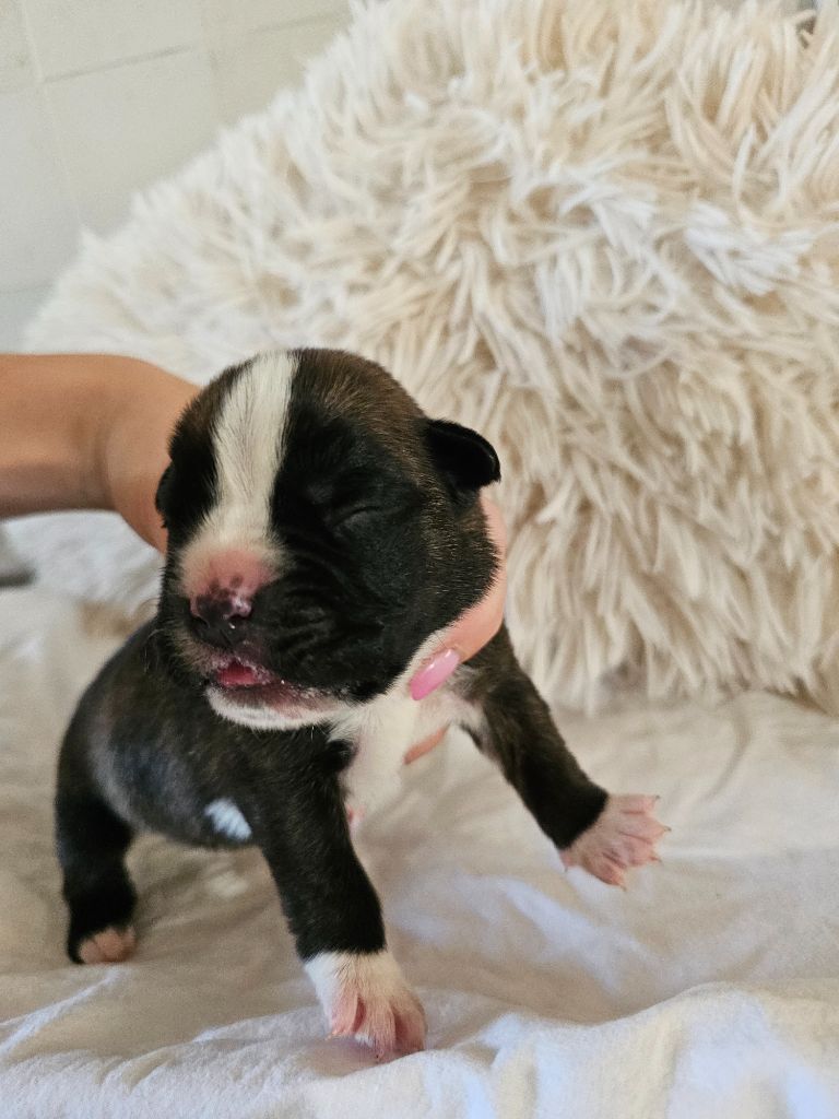 Du Domaine De Talie - Chiots disponibles - Boxer