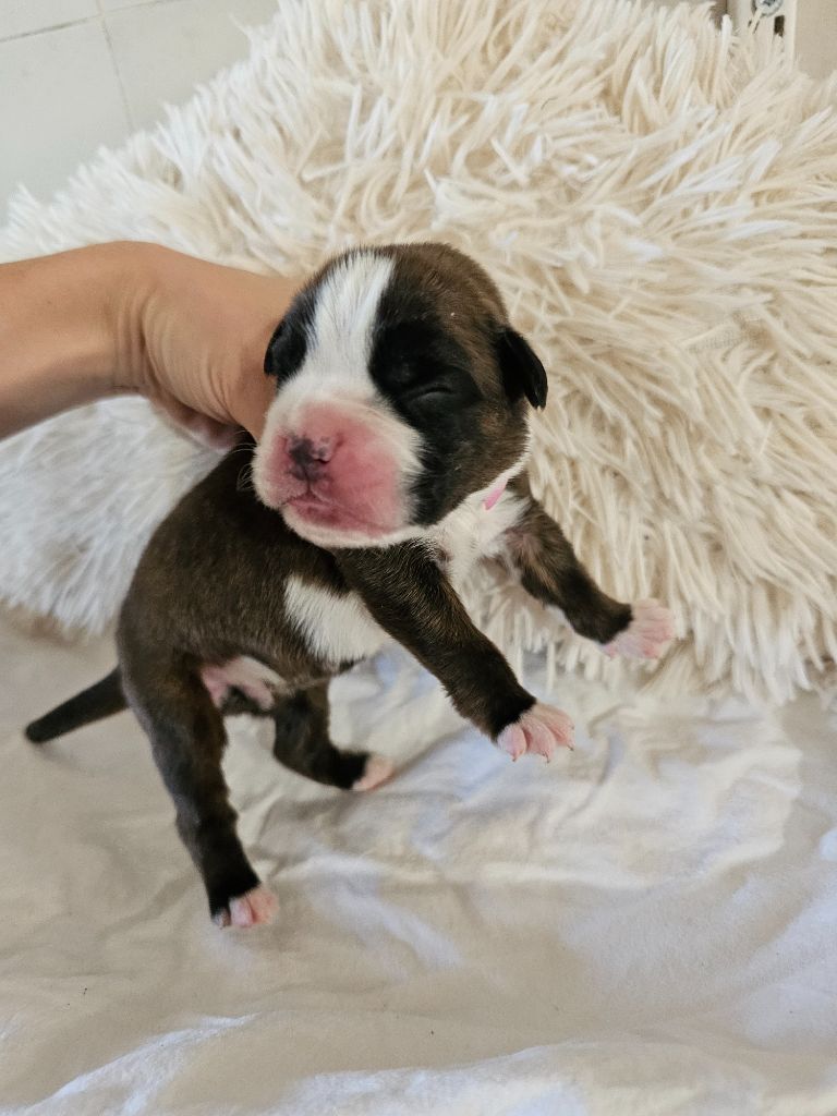 Du Domaine De Talie - Chiots disponibles - Boxer