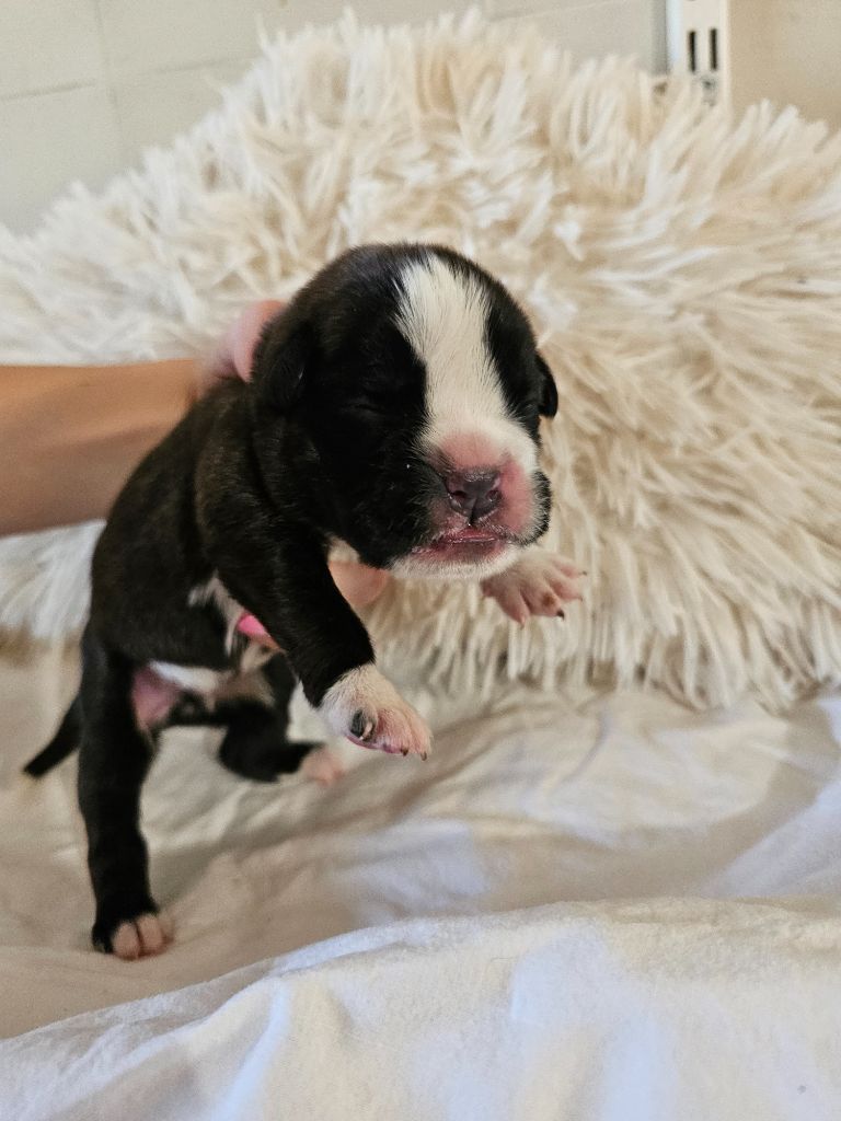 Du Domaine De Talie - Chiots disponibles - Boxer