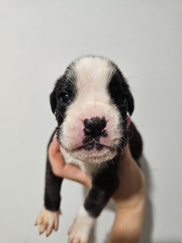 Du Domaine De Talie - Chiots disponibles - Boxer