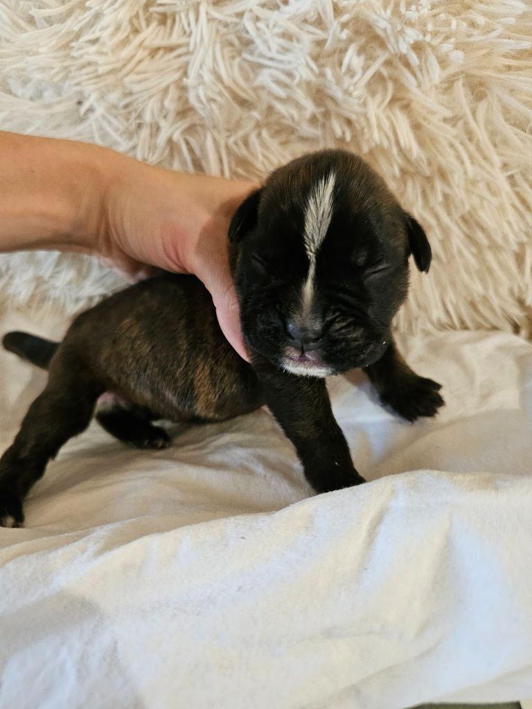 Du Domaine De Talie - Chiots disponibles - Boxer