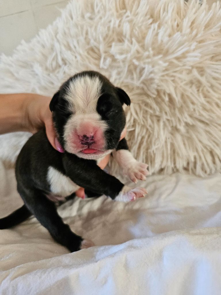 Du Domaine De Talie - Chiots disponibles - Boxer