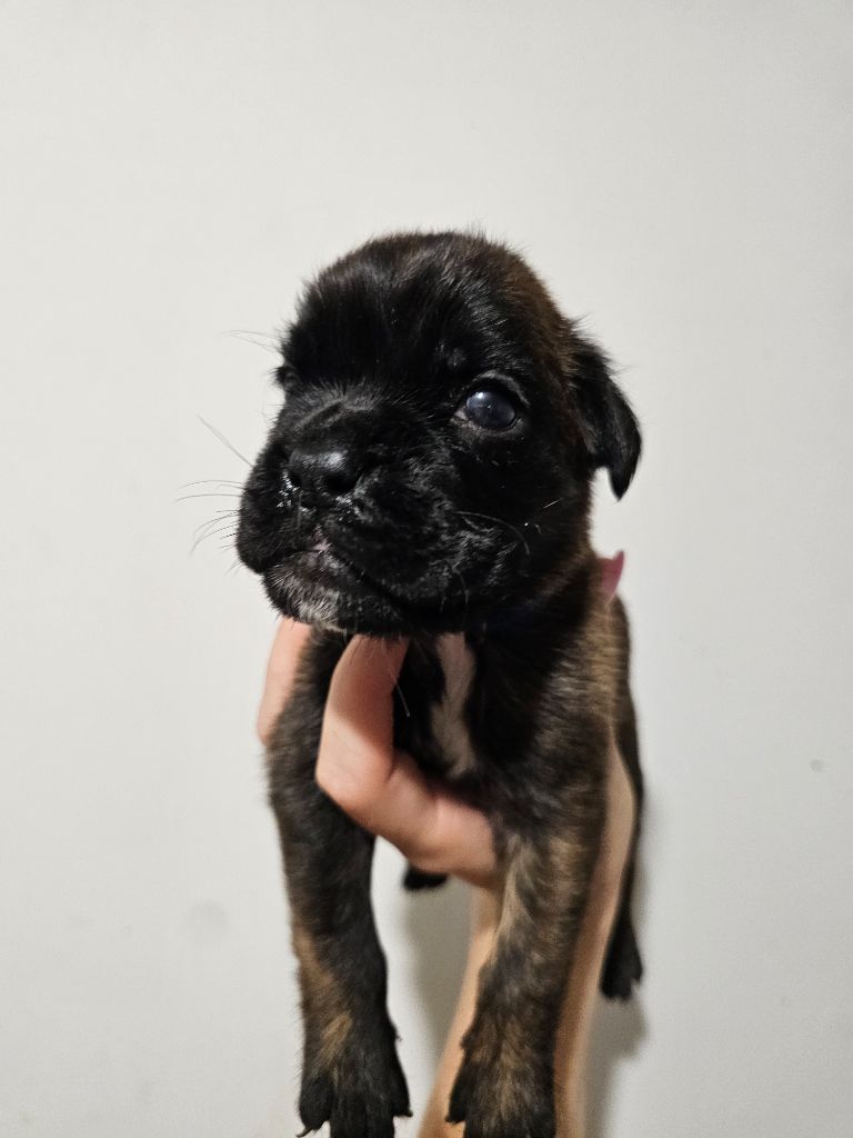 Du Domaine De Talie - Chiots disponibles - Boxer